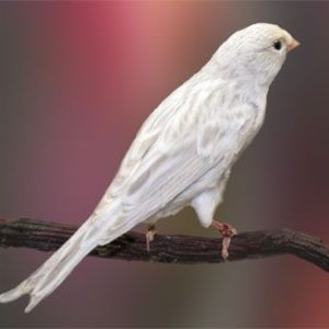 Canary - Silver Agate image