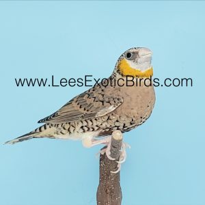 Cut Throat Finch - Yellow Throated Mutation img