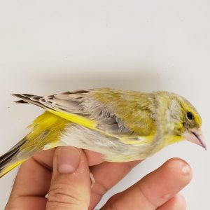 European Greenfinch - Agate img