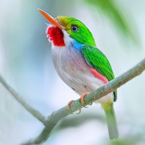 Lee's Exotic Birds Gift Card image