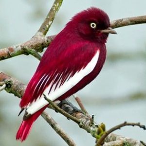 Pompadour Cotinga img