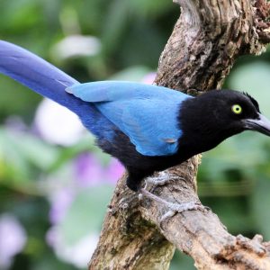 Purple Backed Jay img