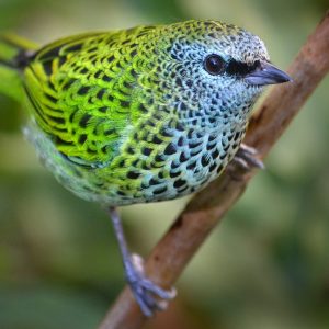 Tanager - Spotted img