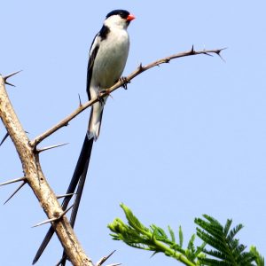 Whydah - Pintail img