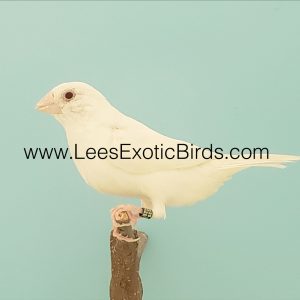 African Silverbill - Albino img