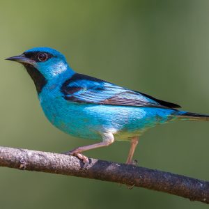 Dacnis - Blue img
