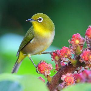 Japanese White Eye img