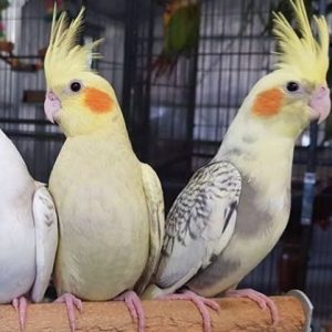 Cockatiel image
