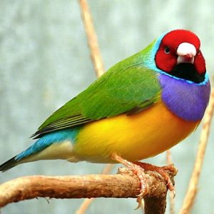 Lady Gouldian - Green Back ¡¡¡READY TO BREED!!! img