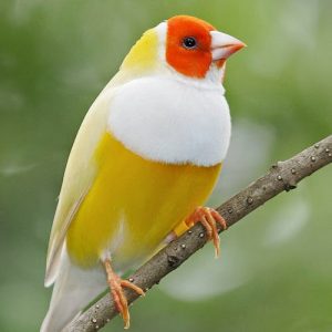 Lady Gouldian - Yellow Back img