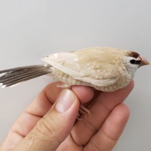 Cherry Finch - Cinnamon image