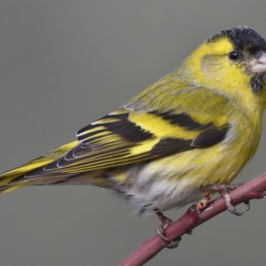 Eurasian Siskin img