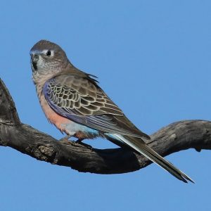 Bourkes Parrot - Normal img