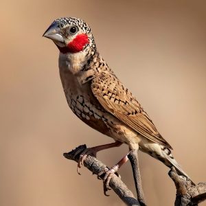 Cut Throat - Domestic Bred img