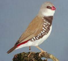 Diamond Firetail - Cinnamon img
