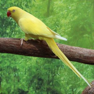 Indian Ringneck - Lutino image