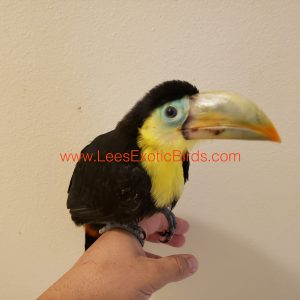Keel Bill Toucan - 11 Weeks Old - Weaned img