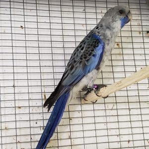 Rosella - Crimson Pennant - Blue img