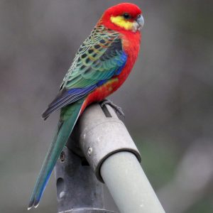 Rosella - Western img