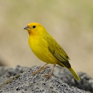 Saffron Finch img