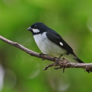 Seedeater - Lesson img