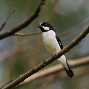 Seedeater - Lined img