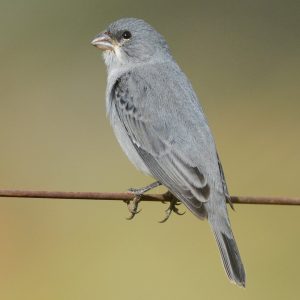 Seedeater - Plumbeous img