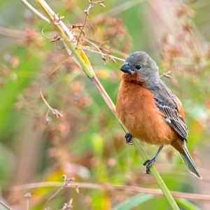 Seedeater - Ruddy Breasted img