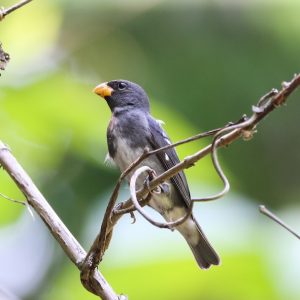 Seedeater - Slate img