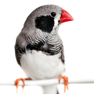 Zebra Finch - Black Cheek img
