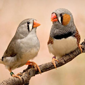 Zebra Finch - Regular image