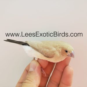 African Silverbill - Isabelle img