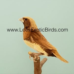 Chestnut Breasted Mannikin - Cinnamon img