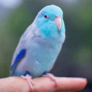 Parrotlet image