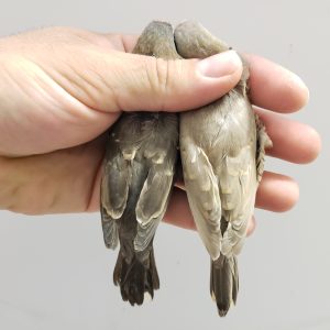 Red Headed Finch - Cinnamon img