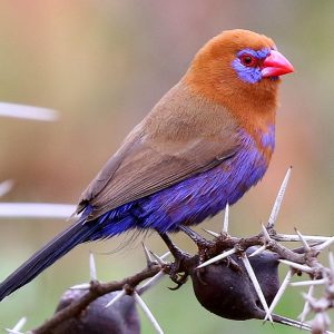 Waxbill - Purple Grenadier img