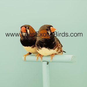 Zebra Finch - English - Black Breast img