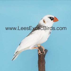 Zebra Finch - English - Pied img