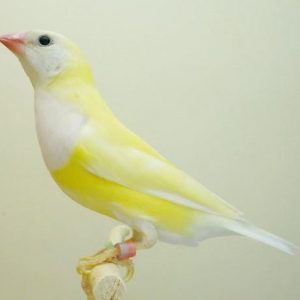 Lady Gouldian - Lutino/Albino img