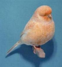 Canary - Norwich image