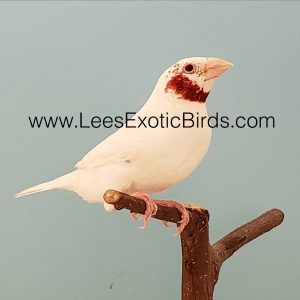 Cut Throat Finch - Albino img