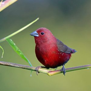 Fire Finch - Blue Billed img