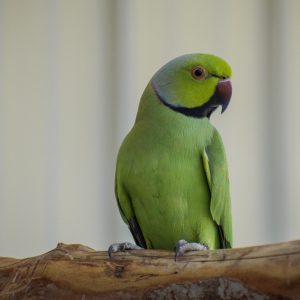 Indian Ringneck - Green img
