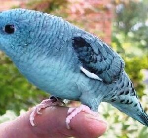 Lineolated Parakeet - Mutations image