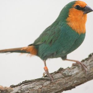 Parrot Finch - Sea Green - Coloring Up image