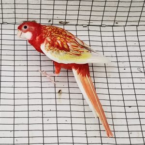 Rosella - Eastern Rubino img