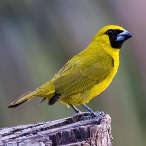 Grosbeak - Yellow Green img