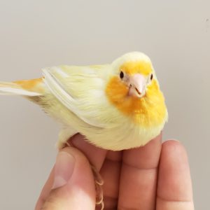 Parrot Finch - SeaGreen - Lutino img