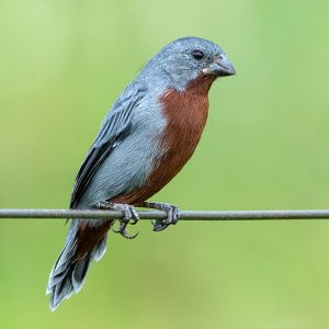 Seedeater - Chestnut Bellied img