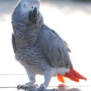 African Grey img